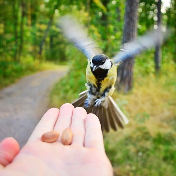 fotos-alimentando-animales-salvajes-finlandia-konsta-punkka (8)
