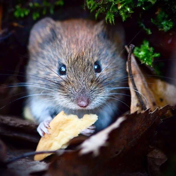 fotos-alimentando-animales-salvajes-finlandia-konsta-punkka (9)