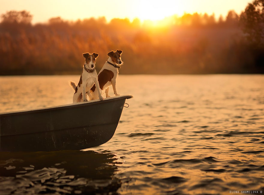 fotos-animales-ninos-elena-shumilova (33)