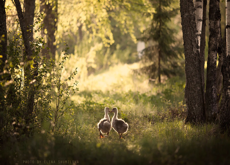 fotos-animales-ninos-elena-shumilova (9)