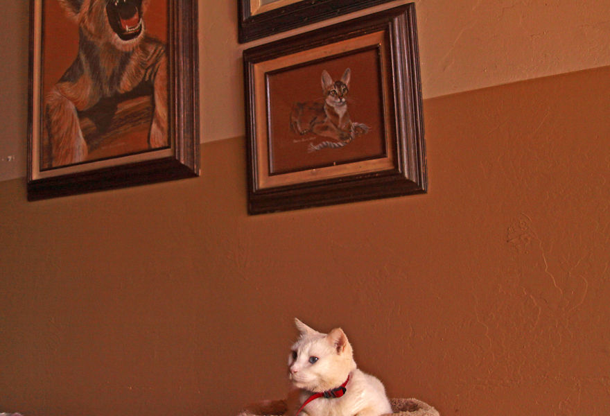 fotos-gatos-adopcion-santuario-california- (1)