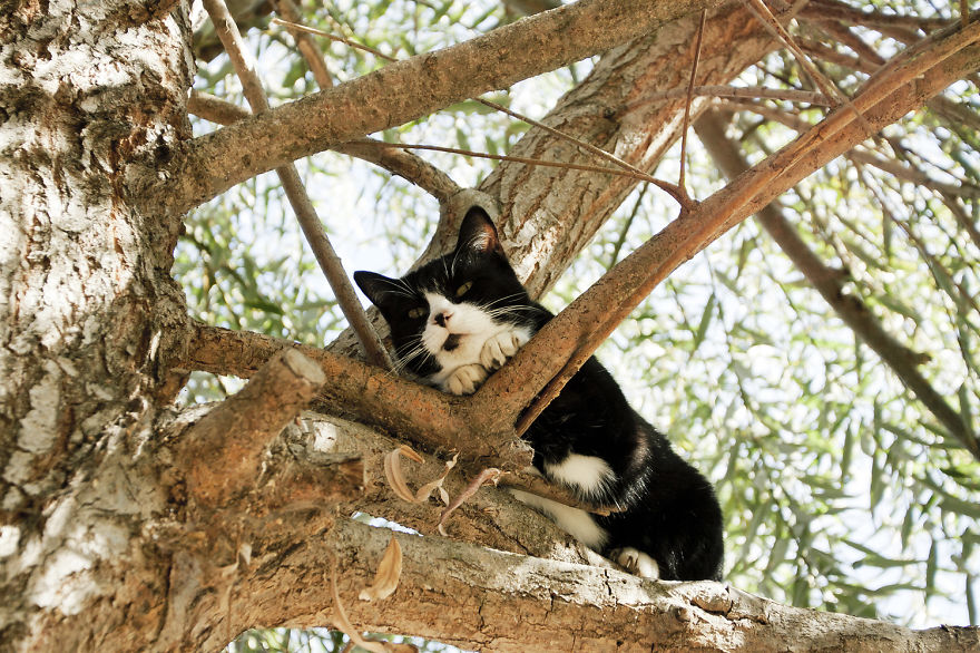 fotos-gatos-adopcion-santuario-california- (10)