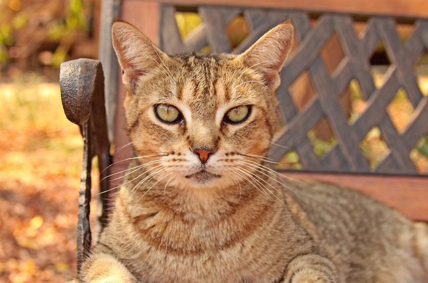 fotos-gatos-adopcion-santuario-california- (11)