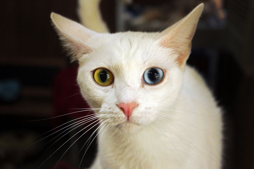 fotos-gatos-adopcion-santuario-california- (12)