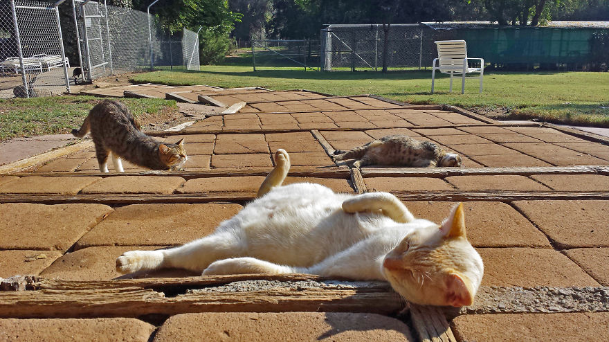fotos-gatos-adopcion-santuario-california- (13)