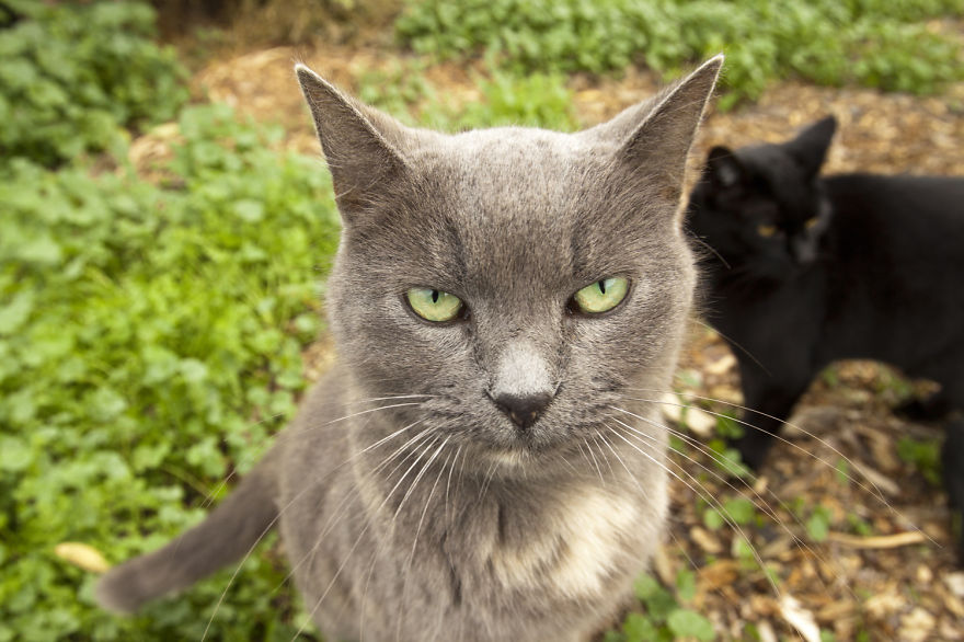 fotos-gatos-adopcion-santuario-california- (14)