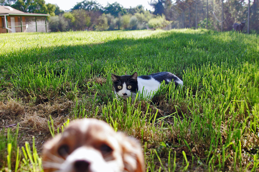 fotos-gatos-adopcion-santuario-california- (2)