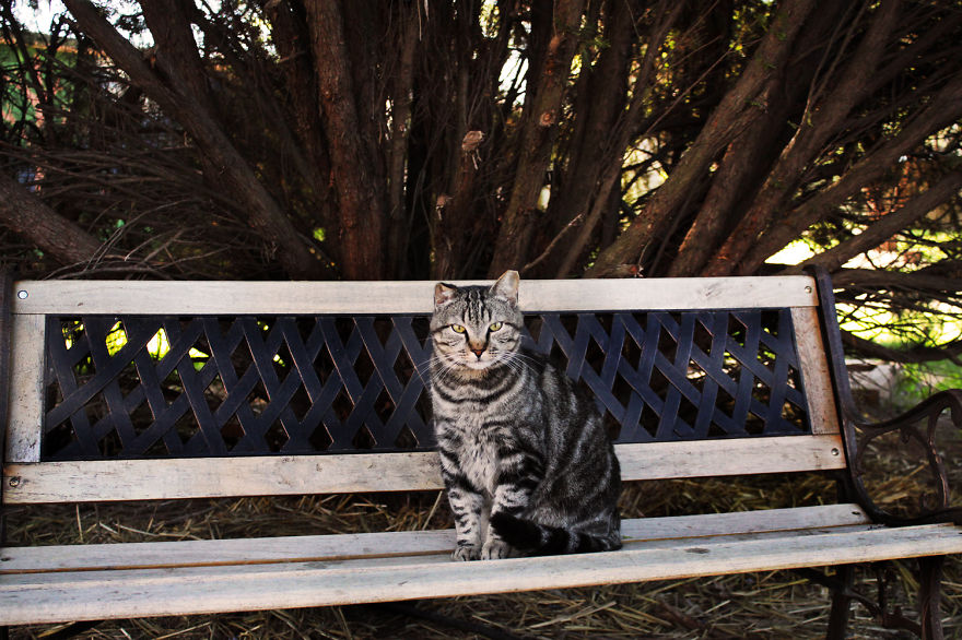 fotos-gatos-adopcion-santuario-california- (3)