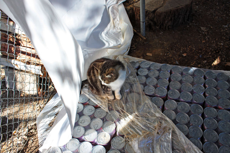 fotos-gatos-adopcion-santuario-california- (5)