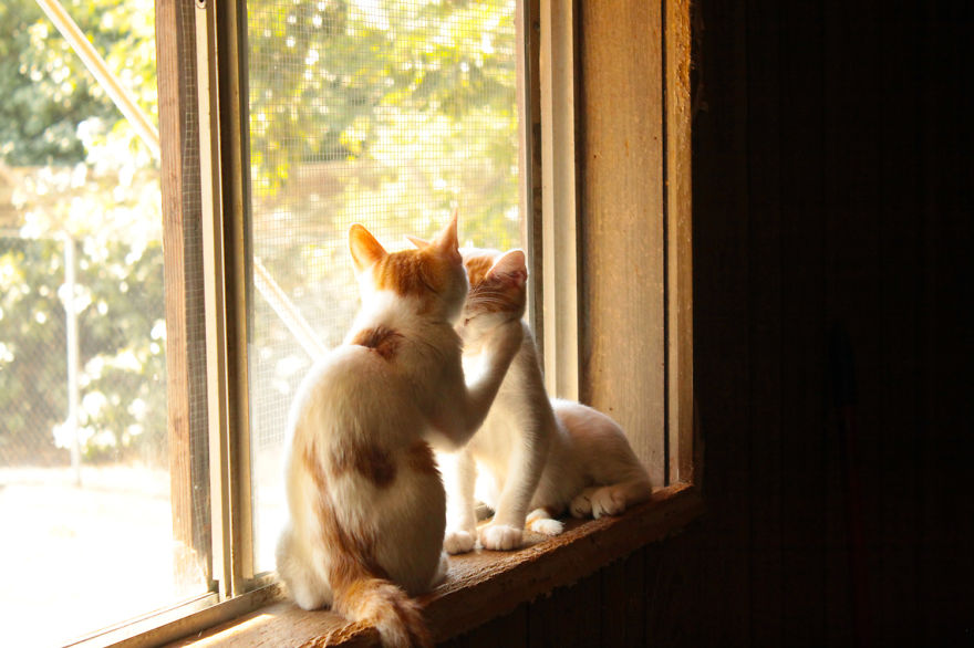 fotos-gatos-adopcion-santuario-california- (7)