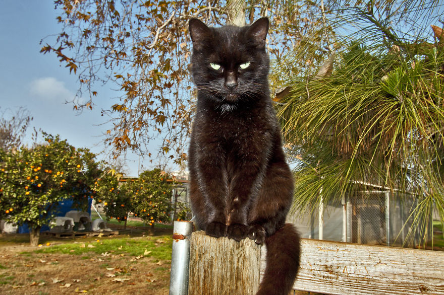 fotos-gatos-adopcion-santuario-california- (9)
