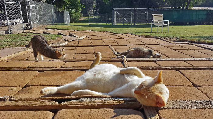 Cada semana hago fotos en el mayor santuario de gatos de California (con más de 700 gatos)