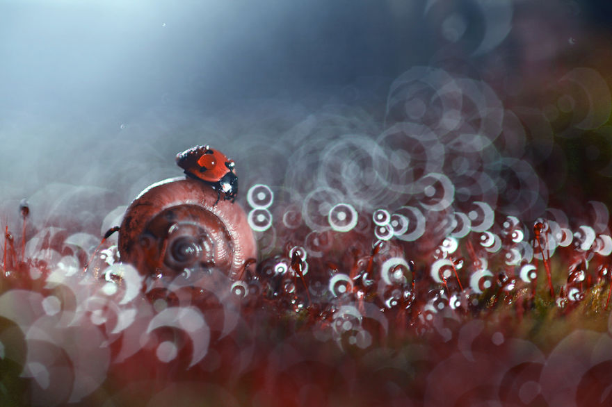 fotos-macro-vadim-trunov (10)