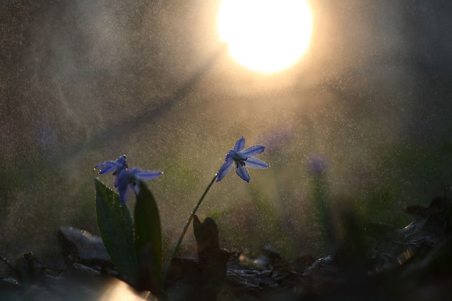 fotos-macro-vadim-trunov (11)