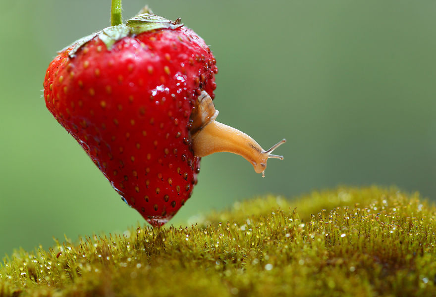 fotos-macro-vadim-trunov (14)
