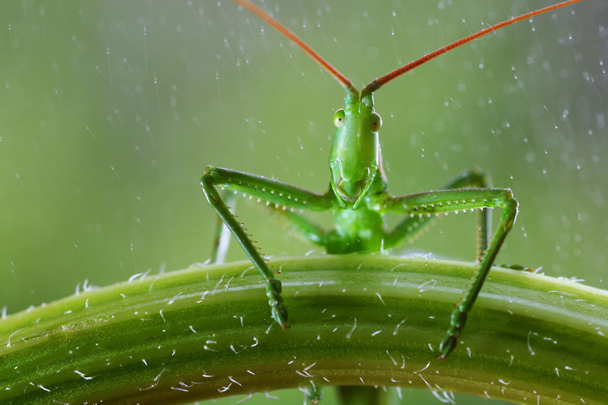 fotos-macro-vadim-trunov (16)