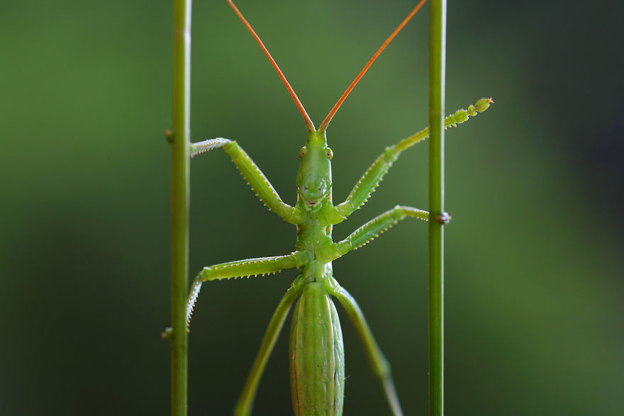 fotos-macro-vadim-trunov (17)