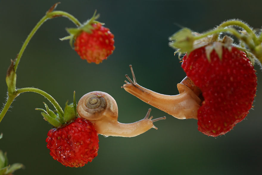 fotos-macro-vadim-trunov (18)