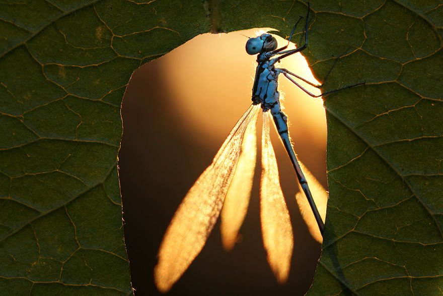 fotos-macro-vadim-trunov (19)