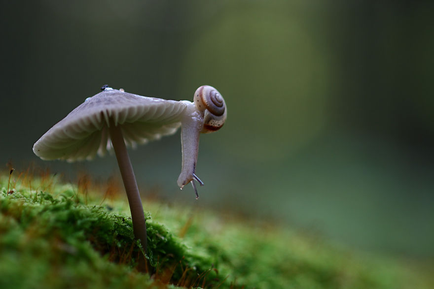 fotos-macro-vadim-trunov (2)