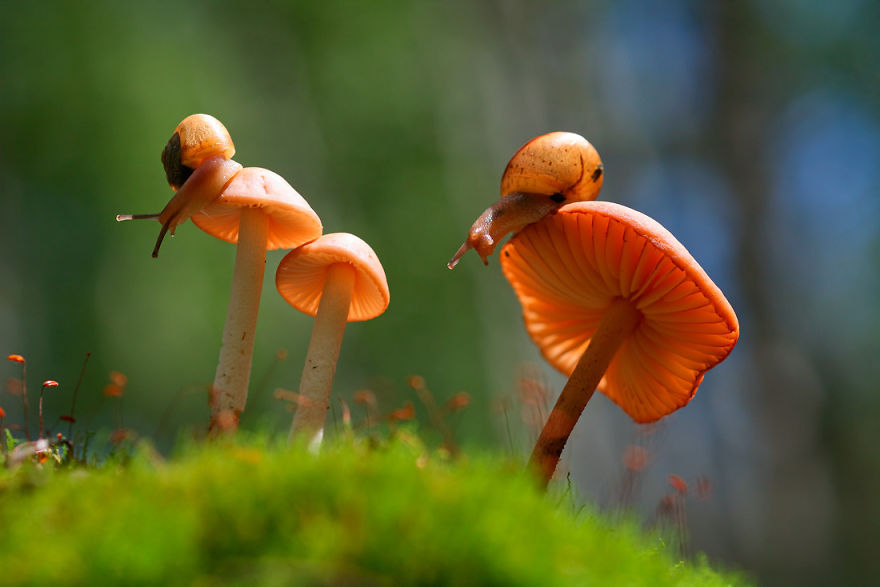 fotos-macro-vadim-trunov (20)