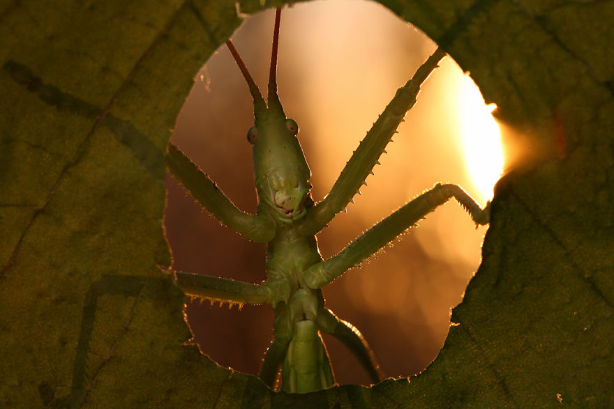 fotos-macro-vadim-trunov (21)