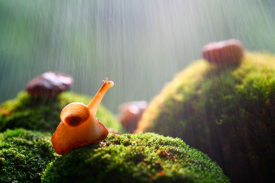 fotos-macro-vadim-trunov (23)