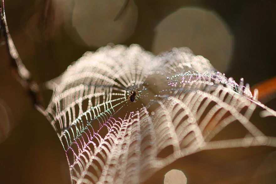 fotos-macro-vadim-trunov (25)