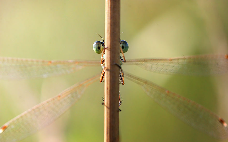 fotos-macro-vadim-trunov (27)