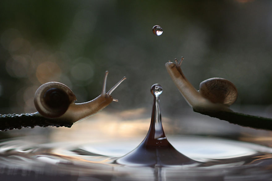 fotos-macro-vadim-trunov (3)