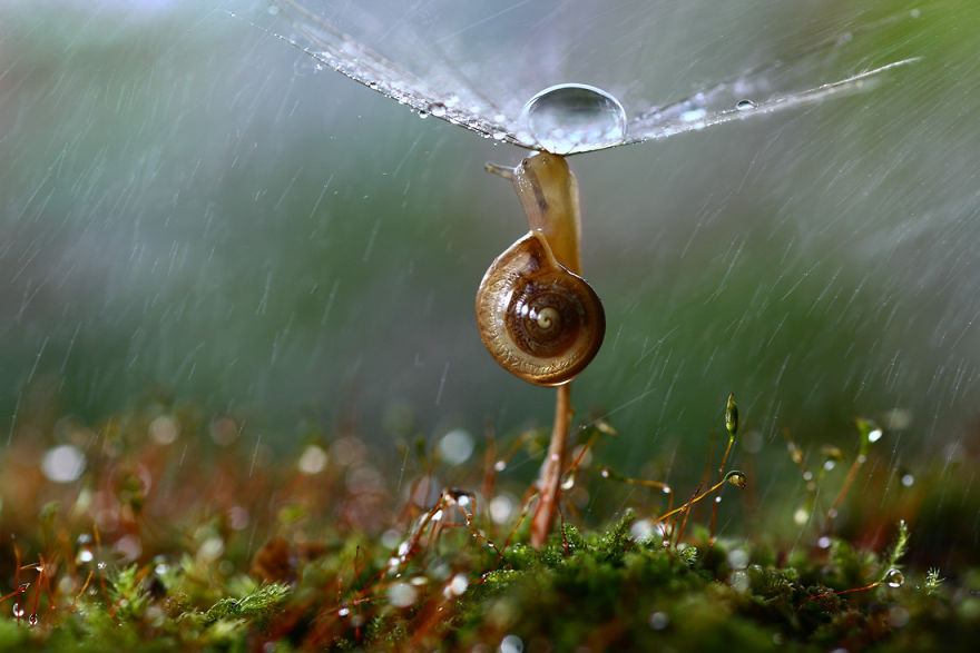 fotos-macro-vadim-trunov (4)