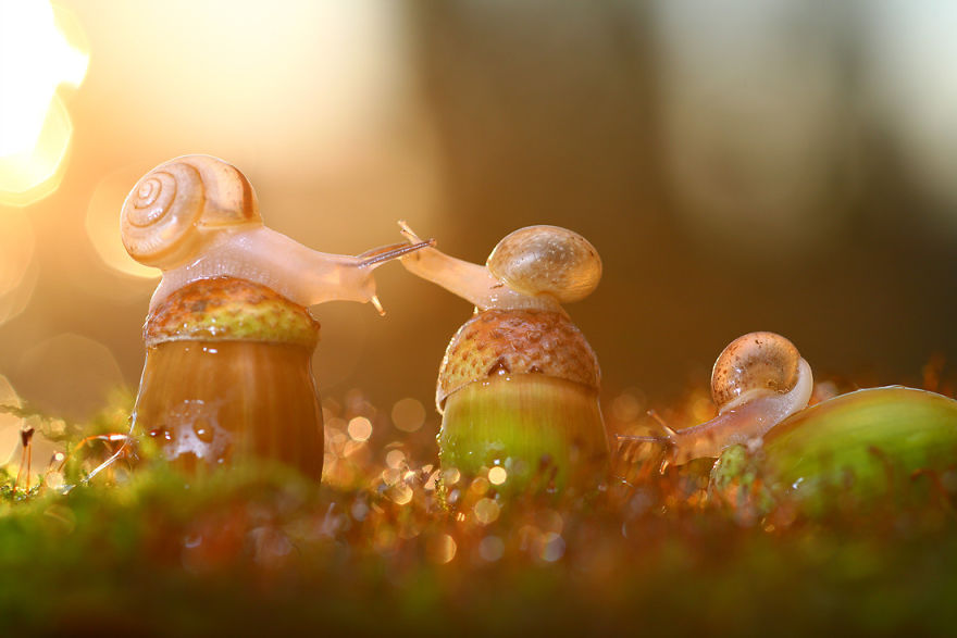 fotos-macro-vadim-trunov (5)
