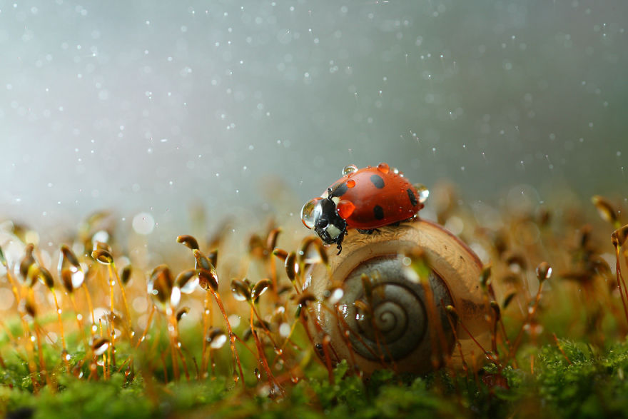 fotos-macro-vadim-trunov (6)