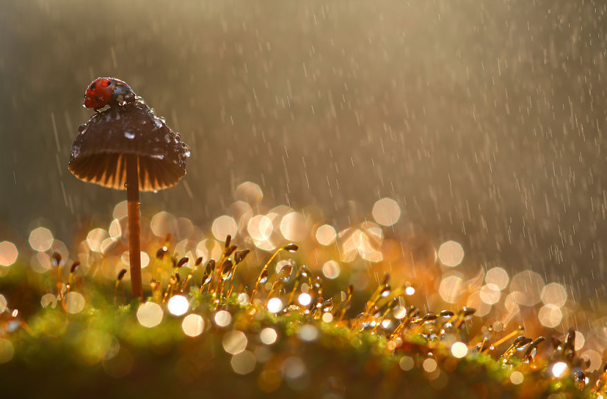 fotos-macro-vadim-trunov (7)