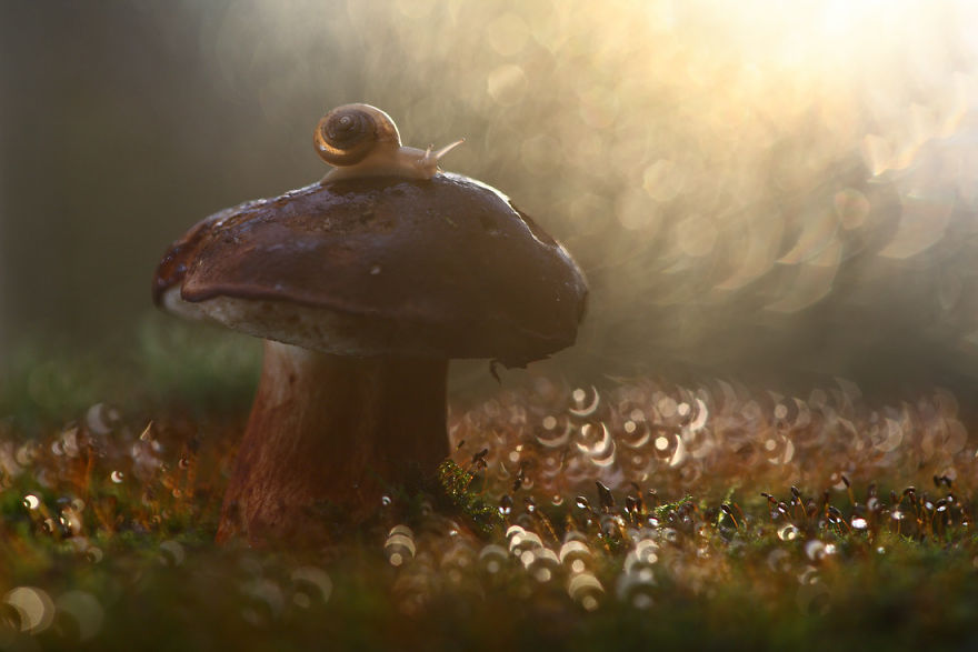 fotos-macro-vadim-trunov (8)