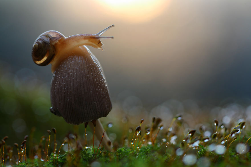 fotos-macro-vadim-trunov (9)