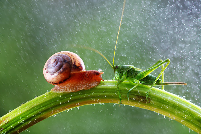 Mágicas fotos macro que muestran un mundo en miniatura con caracoles y bichos