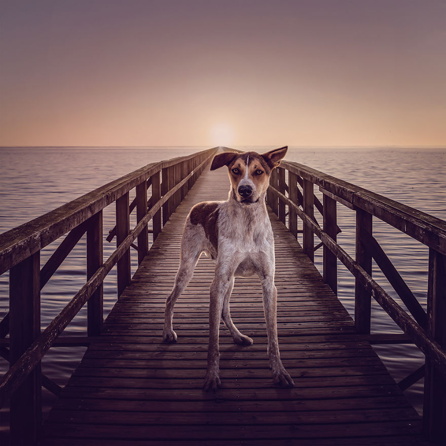 fotos-perros-callejeros-refugio-stuart-holroyd- (10)