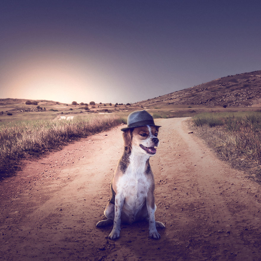 fotos-perros-callejeros-refugio-stuart-holroyd- (2)