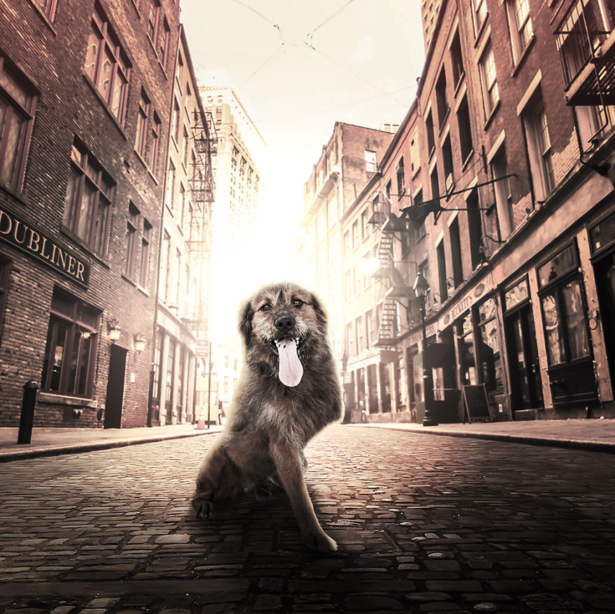 fotos-perros-callejeros-refugio-stuart-holroyd- (4)