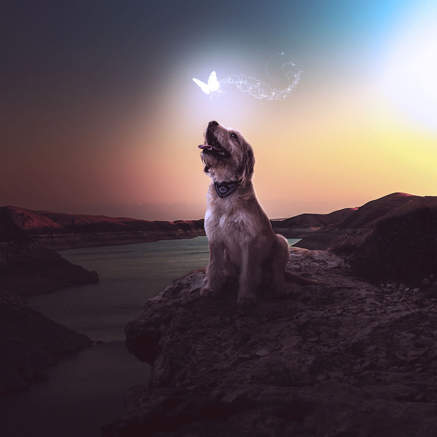 fotos-perros-callejeros-refugio-stuart-holroyd- (7)