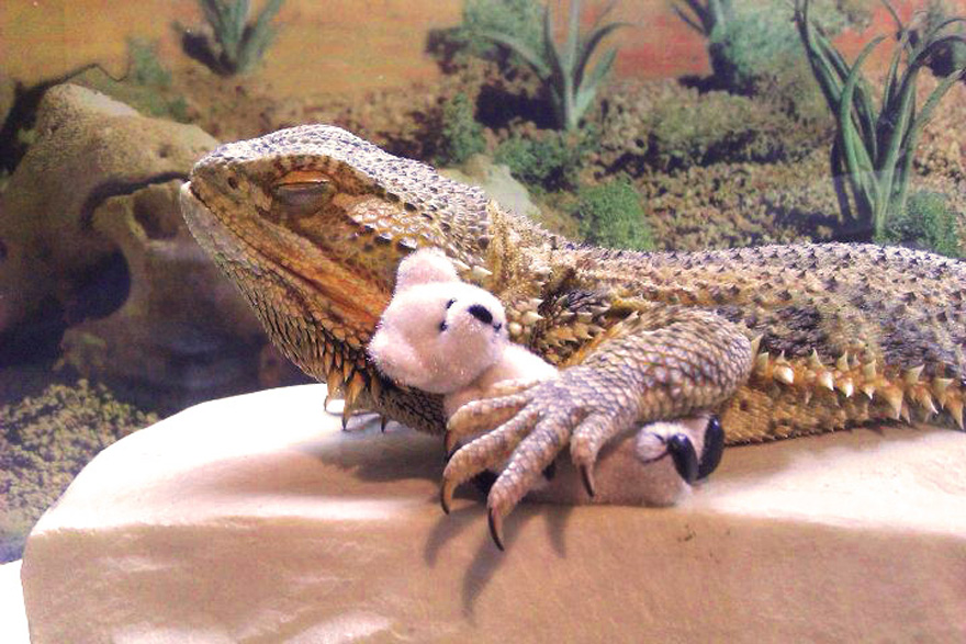 fotos-pringle-dragon-barbudo (5)