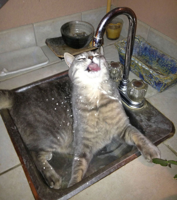 gatos-agua-bano (16)