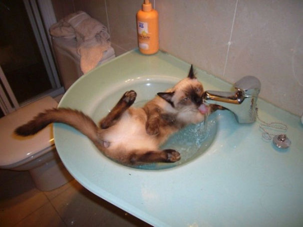 gatos-agua-bano (3)