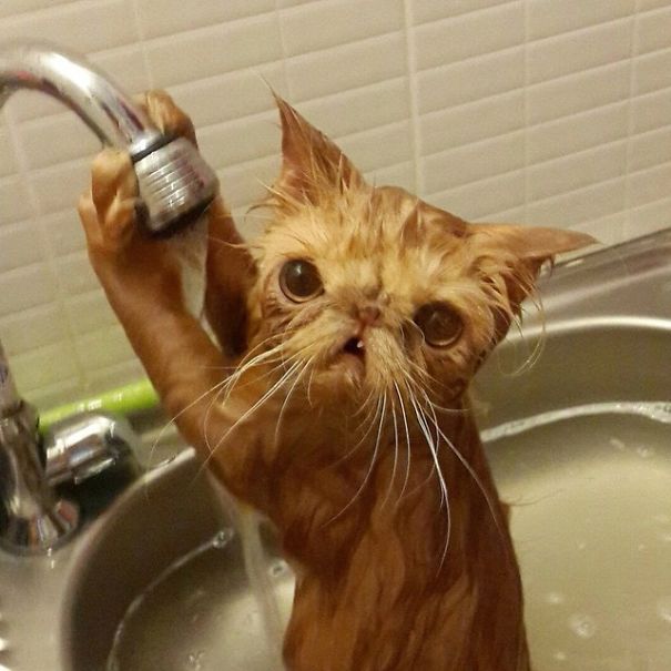 gatos-agua-bano (5)