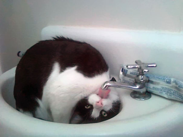 gatos-agua-bano (9)