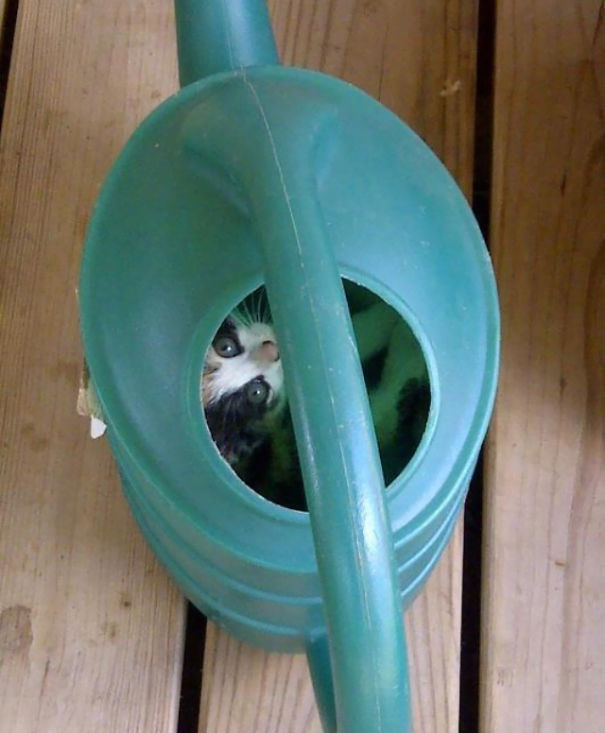 gatos-ninja (14)