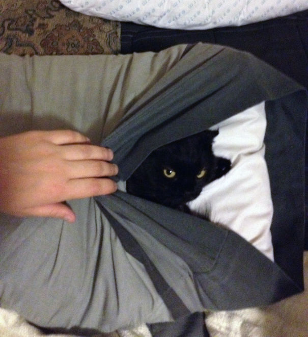 gatos-ninja (16)