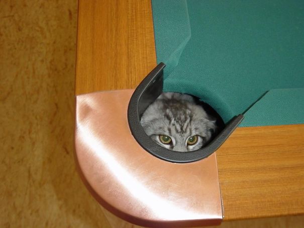 gatos-ninja (17)