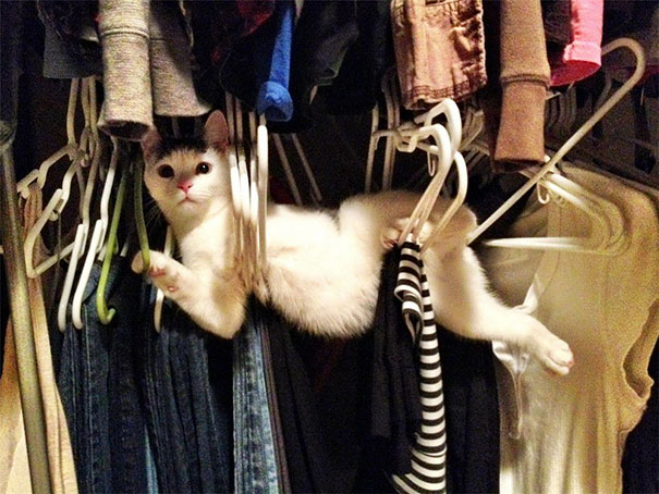gatos-ninja (2)